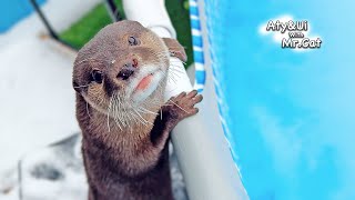 Otter Frolicking in a SnowCovered Yard Otter Life Day 904 [upl. by Starkey]