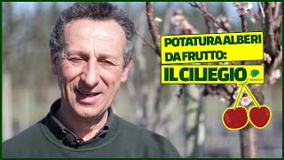 Potatura alberi da frutto IL CILIEGIO🍒 [upl. by Sheepshanks]