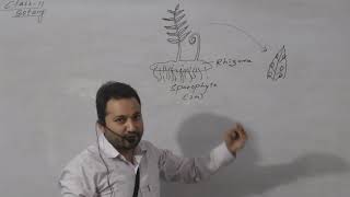 Lifecycle Of FernBiology Class 11  Important Topic By Bikash Chhetri [upl. by Autry]