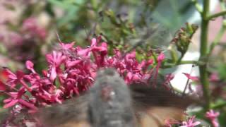 Moro Sphinx Macroglossum Stellatarum butinant des fleurs de Valériane [upl. by Meibers594]