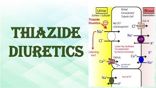 THIAZIDE DIURETICS [upl. by Akkinahs]