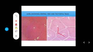 Histology Slides Series Episode 12  Accessory Organs of Digestion Liver Pancreas Gallbladder [upl. by Cindie]