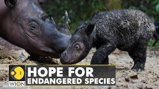 A story of hope Rare Sumatran rhino born in Indonesia  WION Climate Tracker  World News [upl. by Detta]