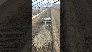 Sowing shortsvideo farming rootvegetable agrimachines trending agrimachinery agriculture [upl. by Asaret]