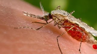 Un cas de virus Zika enregistré au Danemark [upl. by Aillimat169]