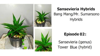 Sansevieria Tower Blue Bang Mang hybrids Episode 02 [upl. by Hyps]