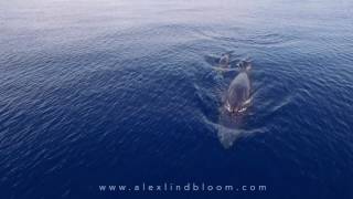 RARE FOOTAGE Omuras Whale Feeding in Raja Ampat November 2016 1080p [upl. by Claudio904]