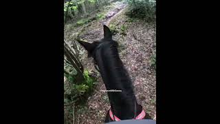 Bridleway with wood piles blocking it is it to stop erosion horse equestrian gopro horseriding [upl. by Uuge324]