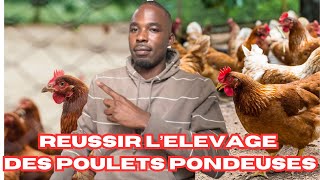 Réussissez l’ELEVAGE DES POULETS PONDEUSES en Afrique [upl. by Petra459]