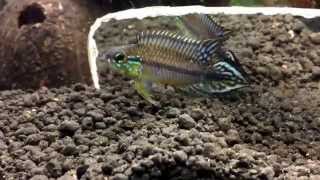 Apistogramma Agassizii Alenquer [upl. by Camarata]