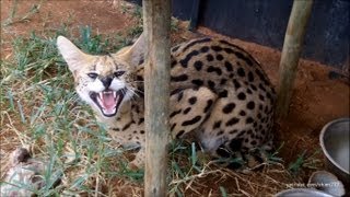 White Cat Hits a Serval Wild Cat 😺 shorts wildcat whitecat cats animals serval [upl. by Annayd]