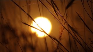 Wild Grass Sunrise Time Lapse  Royalty Free Nature HD Stock Video Footage [upl. by Leuneb]