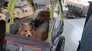 Trying out our Instep Sync trailer for our dogs behind Lectric Ebikes [upl. by Haididej985]