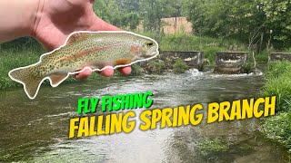 INCREDIBLE Dry Fly Fishing on the Falling Spring Sulphur Hatch [upl. by Assilla6]