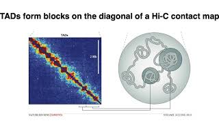 MCB 182 Lecture 106  Topologically associated domains TADs AB compartments [upl. by Marka615]