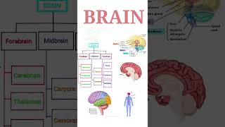 BRAIN  Forebrain parts  Their functions  In summary form  1 [upl. by Inaffets]