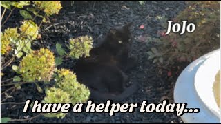 Adding Fire chief Arborvitae to front bed  rearranging Pugster Butterfly Bushes  MARATHON [upl. by Nahsed]