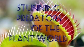 STUNNING PREDATORS of the Plant World Venus Flytraps ExposedCarnivorous plant [upl. by Delfeena867]