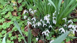 RODE HALL GARDENS SNOWDROP WALK [upl. by Cesar854]