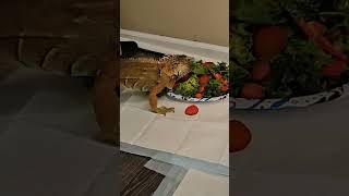 Loves Them Strawberries iguana gamer chillgamer pets explore explorepage [upl. by Anihtyc]