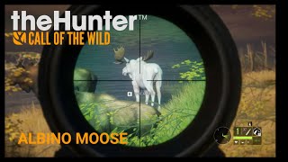 Albino Moose theHunter Call of the Wild [upl. by Ynottirb98]