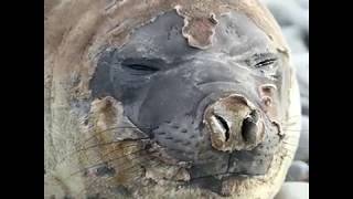 CATASTROPHIC MOLT Elephant Seals Shed their Coats  Oceana [upl. by Missi696]