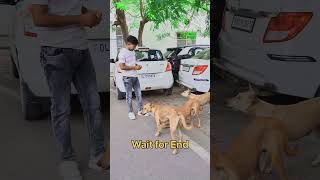 Comment your dog Name❤️‍🩹dog doglover petlover animals love humanity shortvideo viralvideo [upl. by Nosirrag]