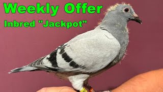 Weekly Offer Inbred JACKPOT [upl. by Horick207]