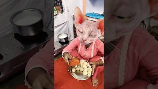 💥Jiske 💥Dole 💥Shole 💥😛😛😛😛🤪🤪🤪🤪👌👌👌👌 funny cute viral short video 🙀🙀🙀😸😸😸🤪🤪🤪 funny [upl. by Iram142]