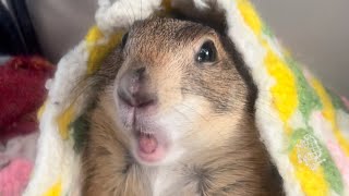 Prairie Dog BARK  WAHOO Compilation 🥰❤️ [upl. by Saltsman]