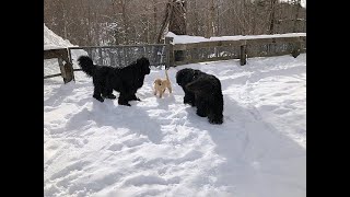 Newfoundland dogs playing with a 3monthold Golden puppy in the snow [upl. by Catharine]