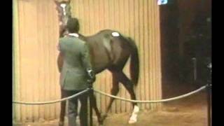 Sunday Silence  1987 Keeneland Sales [upl. by Eirrahs]