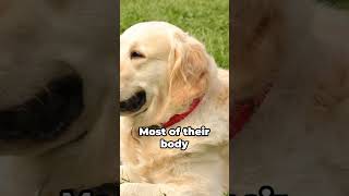 Dog Facts Did You Know – Dogs’ Sweat Glands [upl. by Nicoline723]