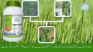 solex weedicides weedicides in Punjab Solex cutout Solex double clean Solex sulfosulfurone [upl. by Odiug]