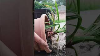 Repotting a Washingtonia Filifera palms viral [upl. by Nine]