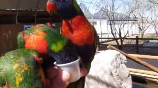 Feeding the Lorikeets at Rooster Cogburn Ostrich Ranch Arizona [upl. by Catriona]