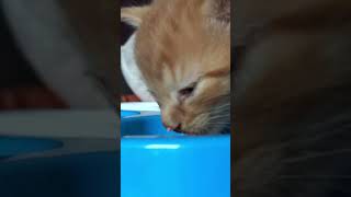 His first meal after being rescued 🥲 cat jonesysgarden kitten [upl. by Ainatnas356]