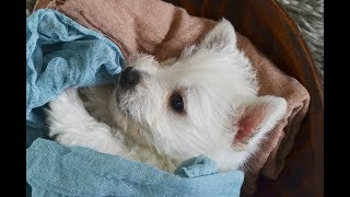 THISTLEBERRY WESTIES PUPPIES PLAYTIME AT 6 WEEKS OLD SPRING 2018 LITTER [upl. by Oiramej]