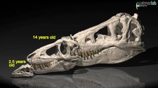 Skull growth in the Mongolian tyrannosaur Tarbosaurus [upl. by Erlinna]