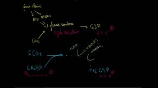 Photosynthèse  cycle de Calvin [upl. by Megen989]