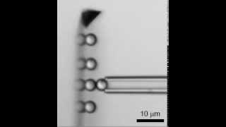 Singlemolecule adhesion measurements against beads arrayed on an AFM cantilever [upl. by Dame]