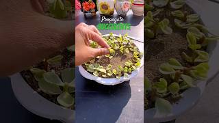 The FAST TRACK to Growing Succulents Like a Pro in No Time [upl. by Tanhya190]