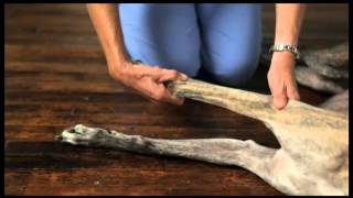 Video 6 Dog Physical Therapy Forelimb Pronation and Supination [upl. by Bywaters259]