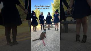 My cat met Halloween witches 😻 w thekatcurtis amp emmixi cats blackcats halloween witches [upl. by Harraf]