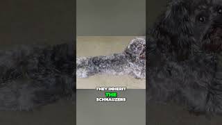 Is Schnoodle Really Hypoallergenic Or Not [upl. by Ailehs]