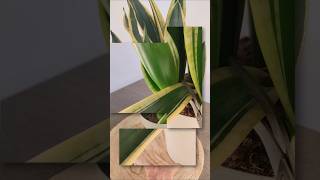 Reproducir Sansevieria por HOJAS [upl. by Amsden]