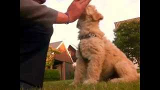 9 week Labradoodle puppy dog Training and Tricks [upl. by Cruz123]