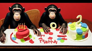 The Chimp Birthday Cake Story A Tale of Love Tragedy and Survival [upl. by Notserc]