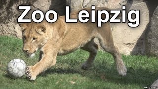 ZOO Leipzig [upl. by Imer412]