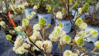 Fothergilla Mt Airy [upl. by Schafer605]